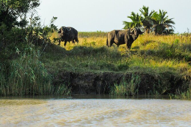 Hippo and Croc Boat Cruise in Saint Lucia with collection - The Sum Up