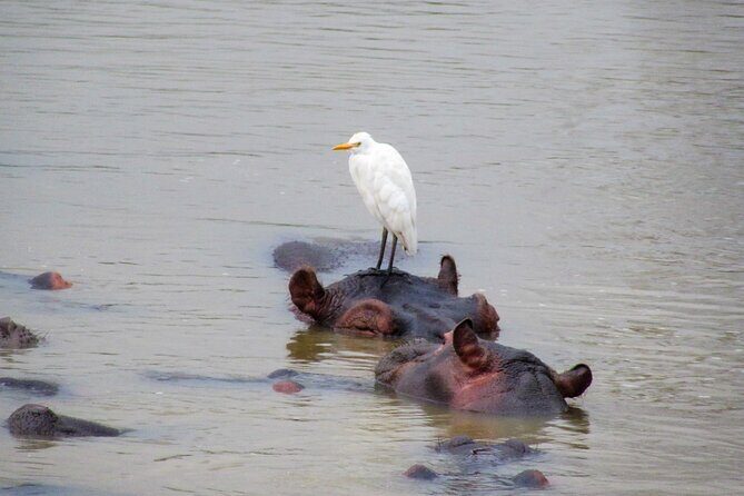 Hippo and Croc Boat Cruise in Saint Lucia with collection - FAQ