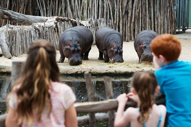 Hippo Experience at Werribee Open Range Zoo - excl. entry - An Honest Look at the Hippo Experience at Werribee Open Range Zoo