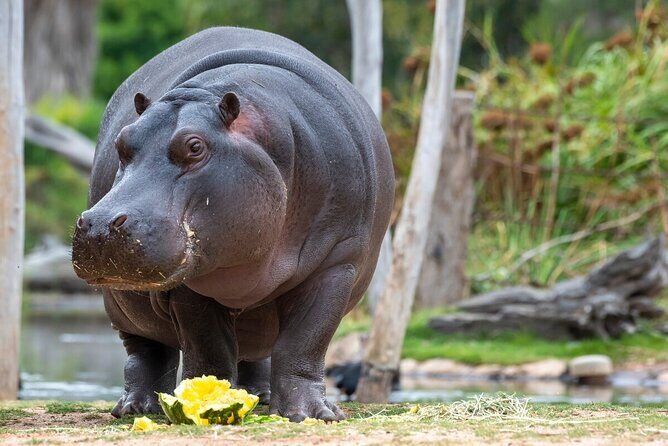Hippo Experience at Werribee Open Range Zoo - excl. entry - A Deep Dive into the Hippo Experience