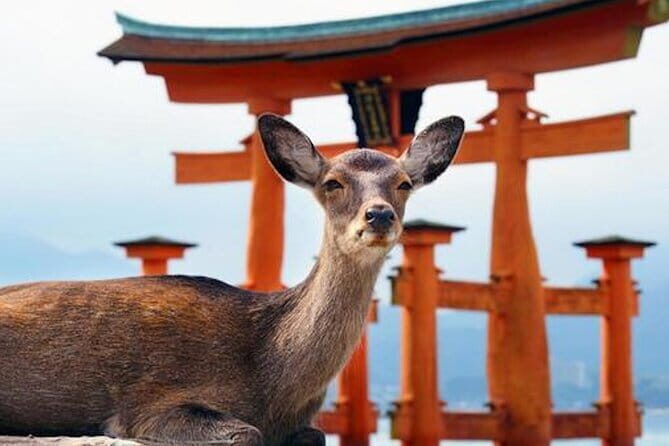 Hiroshima and Miyajima Private Custom Tour with Local Guide - An In-Depth Look at What You Can Expect