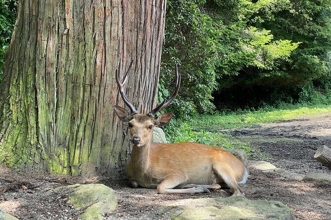 Hiroshima and Miyajima Private Tour with Hiroshima Native - FAQ