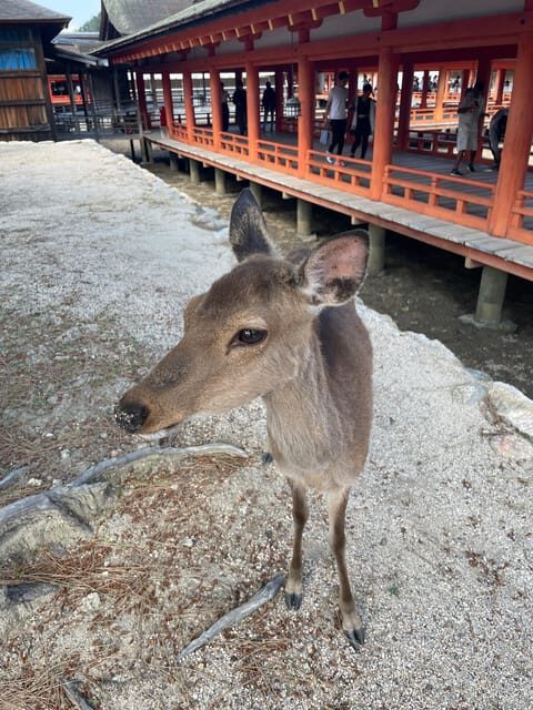 Hiroshima: Explore Miyajima Private Customized Tour w/Local - Deep Dive into the Itinerary