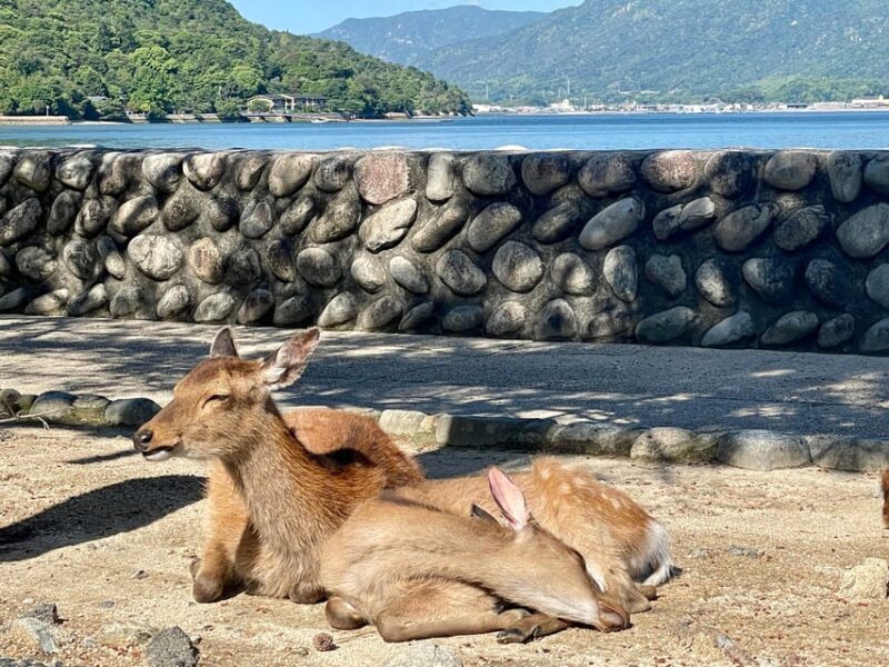 Hiroshima: Explore Miyajima Private Customized Tour w/Local - FAQs About the Miyajima Private Tour