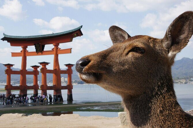 Hiroshima, Miyajima 1 Day Bus with Indian Lunch from Osaka, Kyoto - What Past Travelers Say
