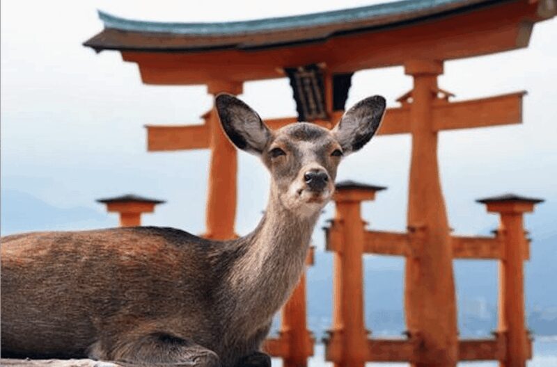 Hiroshima/Miyajima Private Custom Tour with Local Guide - Key Points