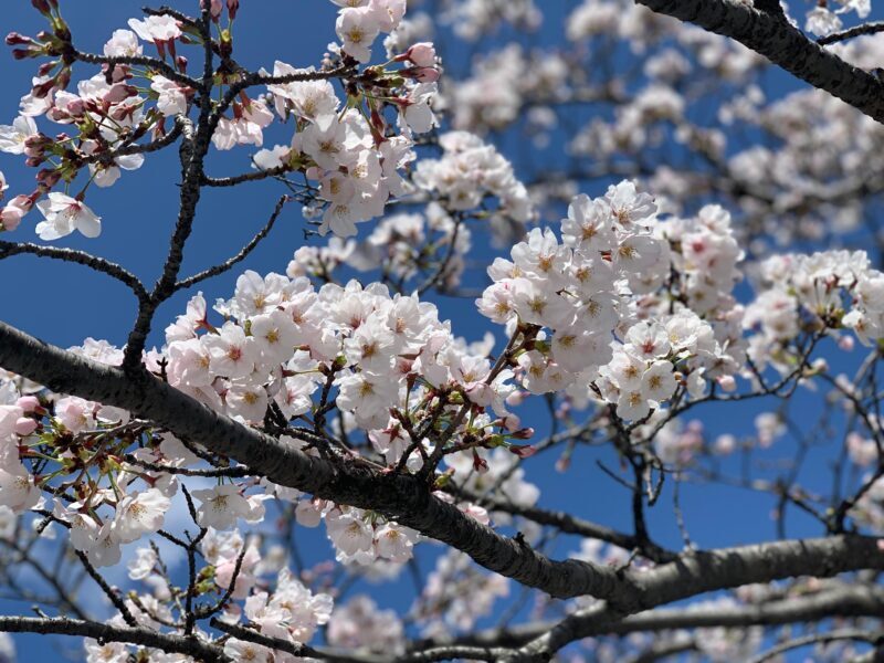 Hiroshima Must-See Highlights: Private Tour with a Local - Who Should Consider This Tour?