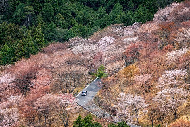 Historic and Natural Guided Hike in Yoshino - Exploring the Historic and Natural Guided Hike in Yoshino
