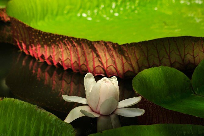 Historical Guided Day Tour : City - Sugar World - Botanical Garden - Final Thoughts: Who Is This Tour Best For?
