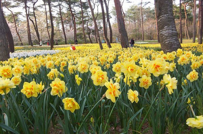 Hitachi Seaside Park & Nakaminato fish market tour - FAQs