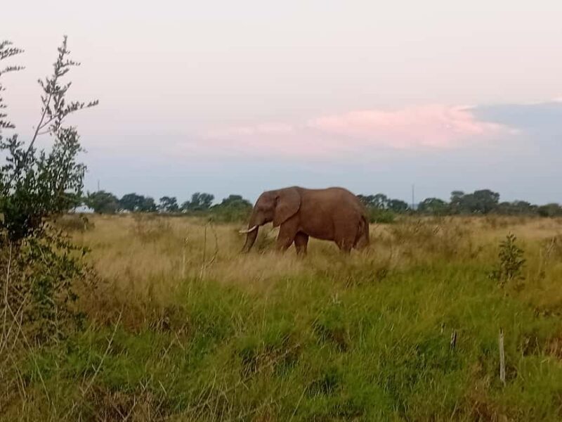Hlane: Rhino Walk, Game Drive & Wilderness Picnic - Exploring Hlane: What’s on the Agenda