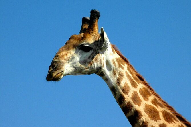 Hluhluwe and Imfolozi Safari Day Tour from Richards Bay - An In-Depth Look at the Safari Experience