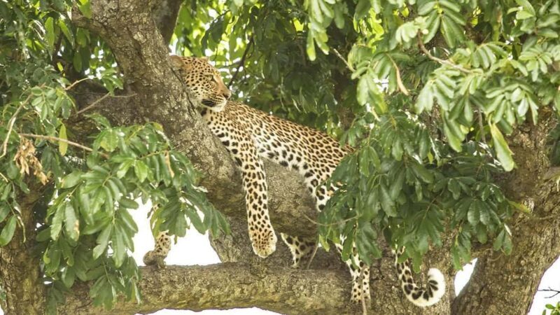 Hluhluwe Epic Explorer - Safari & Rural - Who Will Appreciate This Tour?