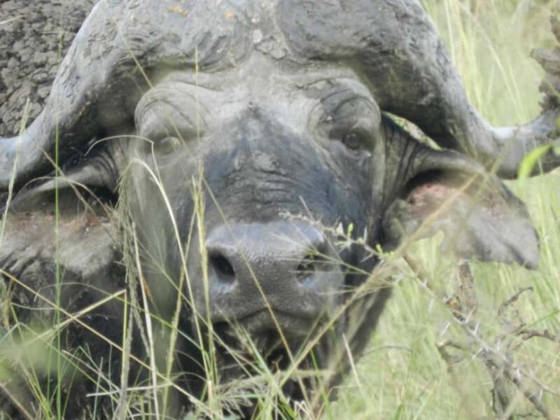 Hluhluwe Epic Explorer - Safari & Rural - Key Points