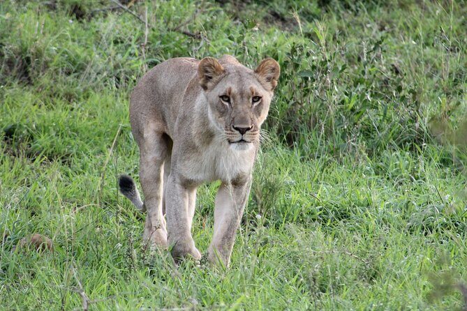 Hluhluwe Game Drive - Half day - Introduction