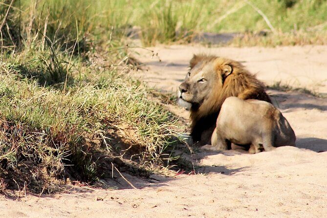 Hluhluwe Game Drive - Half day - The Experience at a Glance