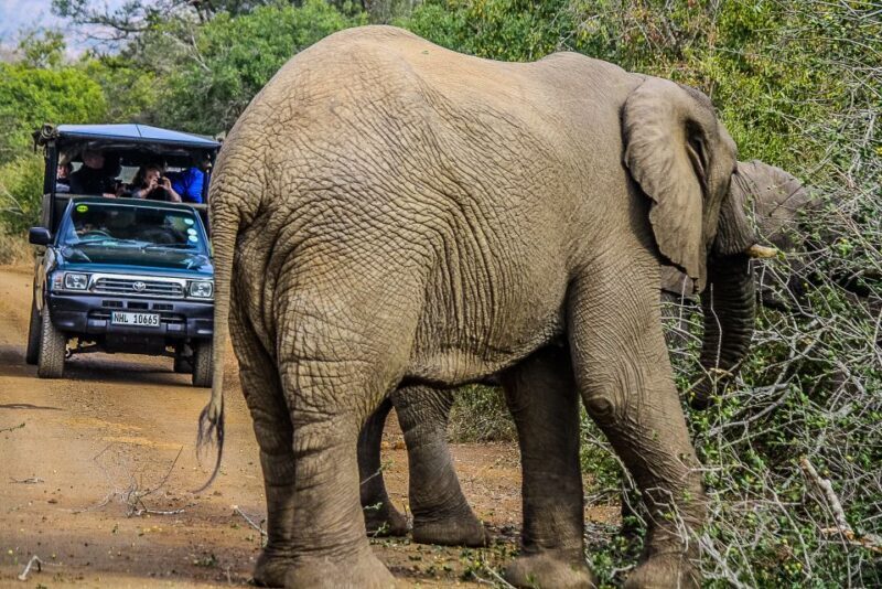 Hluhluwe-Imfolozi: Big 5 Full or Half-Day Safari - Key Points: