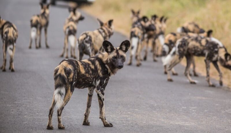 Hluhluwe-Imfolozi: Big 5 Full or Half-Day Safari - An In-Depth Look at the Tour