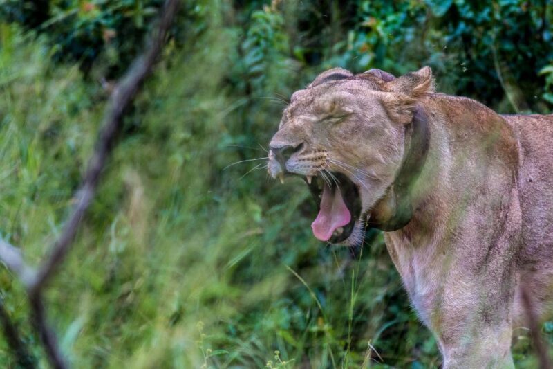Hluhluwe-Imfolozi: Big 5 Full or Half-Day Safari - The Sum Up