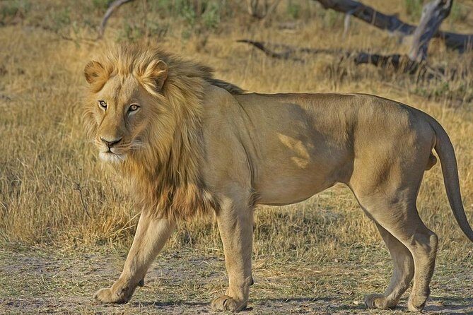 Hluhluwe Imfolozi Big 5 Reserve day Safari from Durban - A Detailed Look at the Hluhluwe Imfolozi Big 5 Day Safari from Durban