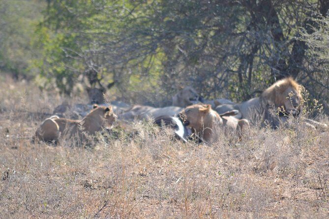 Hluhluwe Imfolozi Big 5 Safari Tour from Durban - The Perfect Wake-Up Call — Early Morning Departure from Durban