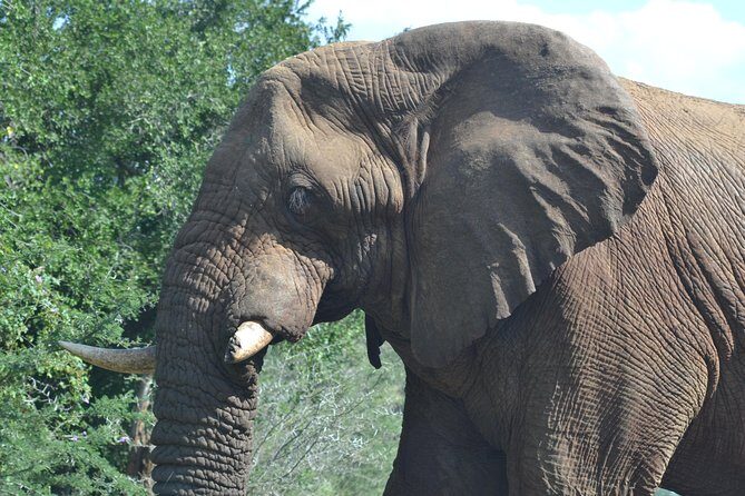 Hluhluwe Imfolozi Big 5 Safari Tour from Durban - Returning to Durban — Reflecting on a Day of Wild Encounters