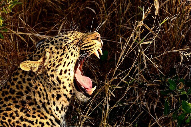 Hluhluwe Imfolozi & DumaZulu Cultural Village Tour from Durban - Introduction: A Day of Culture and Wildlife in South Africa