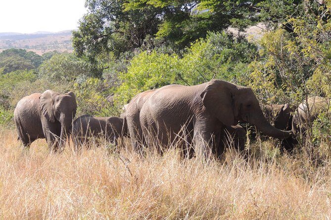 Hluhluwe/iMfolozi Game Reserve Full Day Game Drive - The Itinerary: A Closer Look