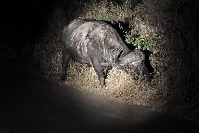 Hluhluwe/iMfolozi Game Reserve Full Day Game Drive - What Makes This Tour Stand Out