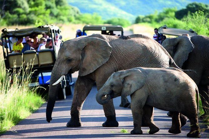 Hluhluwe Imfolozi Game Reserve & Phezulu Safari Park from Durban - What’s the Value?