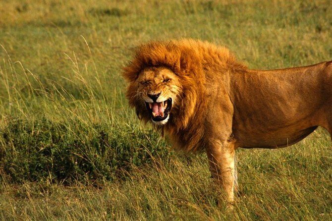 Hluhluwe Imfolozi Game Reserve & Phezulu Safari Park from Durban - The Sum Up