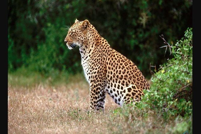 Hluhluwe Imfolozi Game Reserve & Phezulu Safari Park from Durban - FAQ