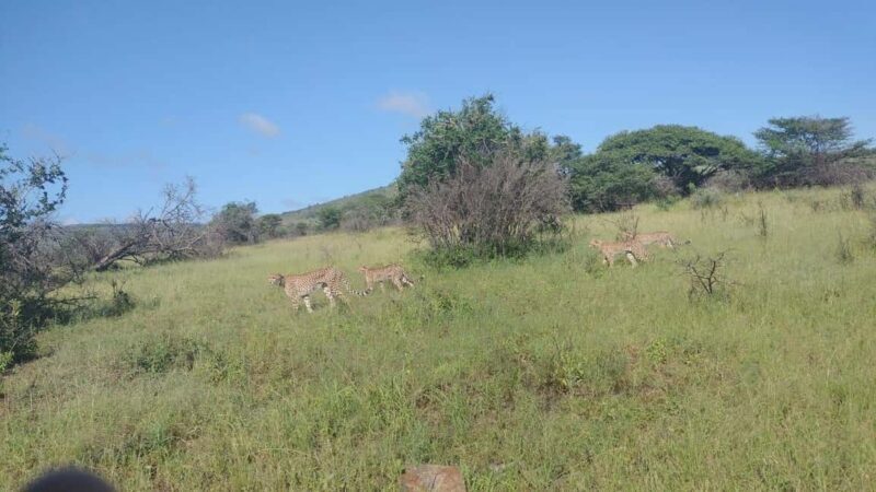 Hluhluwe Imfolozi Park and St lucia hippos cruise boat - Practical Tips for Your Day