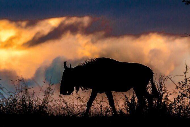 Hluhluwe-iMfolozi Park Exclusive Private Full Day Big 5 Safari - Authentic Encounters and Multiple Reviews