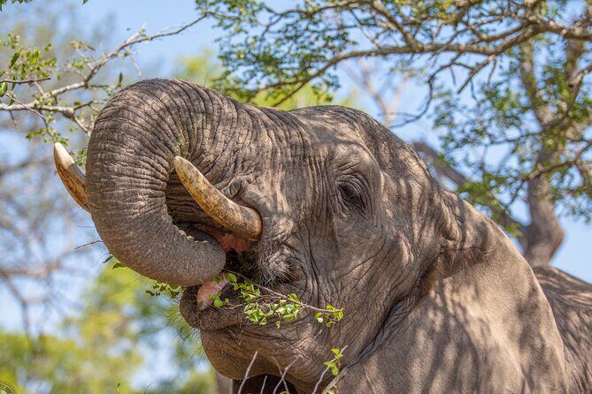 Hluhluwe-iMfolozi Park Exclusive Private Full Day Big 5 Safari - Who Should Consider This Safari?