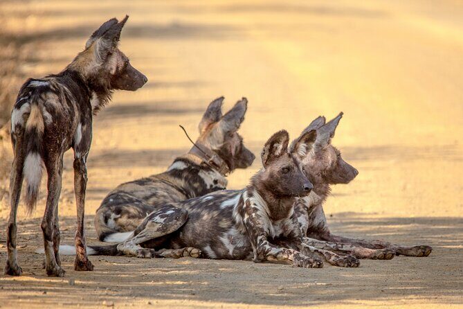 Hluhluwe-iMfolozi Park Exclusive Private Full Day Big 5 Safari - FAQs