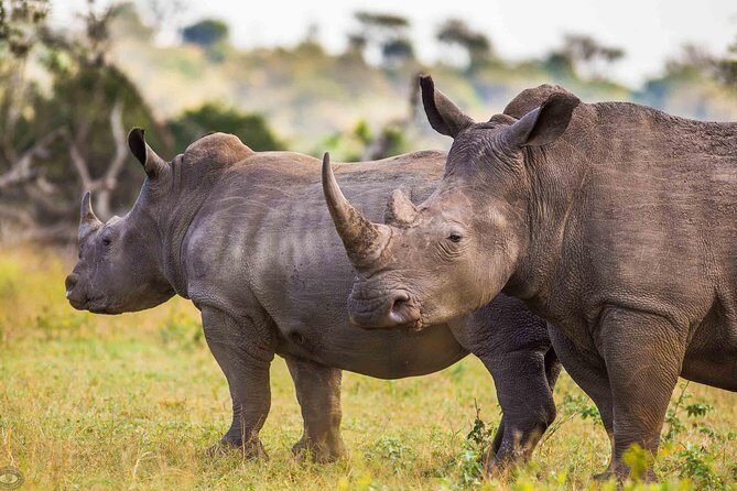 Hluhluwe-Imfolozi Park Full Day Big 5 Safari Tour - Practical Details and Value