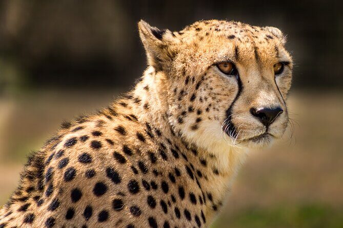 Hluhluwe-Imfolozi Park Half-day Big Five Safari Adventure - What to Expect from Your Safari Experience