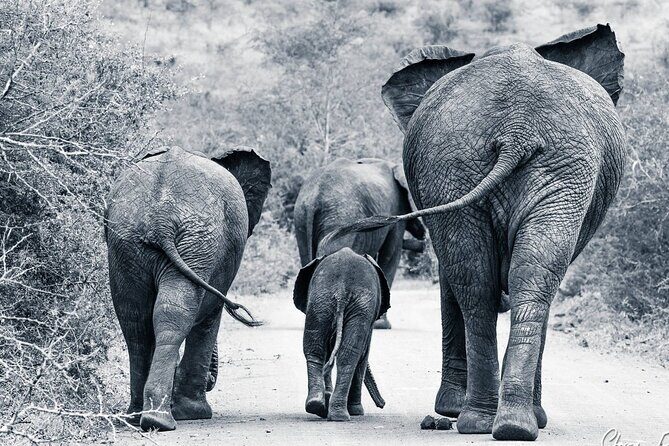 Hluhluwe-Imfolozi Park Half-day Big Five Safari Adventure - FAQs