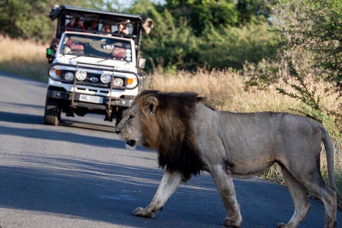 Hluhluwe-Imfolozi Park Half-day Big Five Safari Adventure - Wrapping Up: Is This Tour for You?