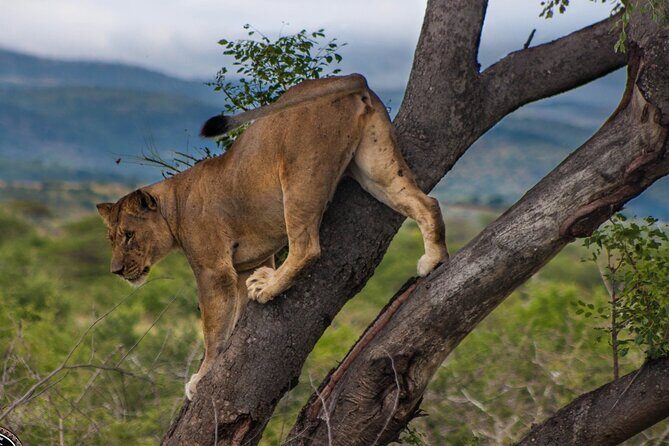 Hluhluwe-Imfolozi Park Half-day Big Five Safari Adventure - Additional Recommendations