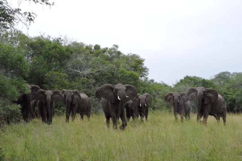 Hluhluwe-iMfolozi Park - Open Safari Vehicle Game Drives - The Sum Up