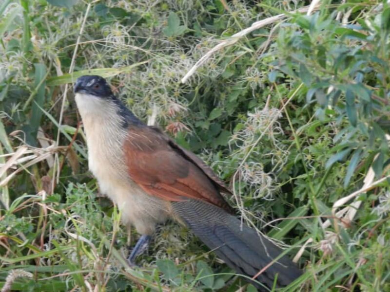 Hluhluwe-iMfolozi Park - Open Safari Vehicle Game Drives - FAQ
