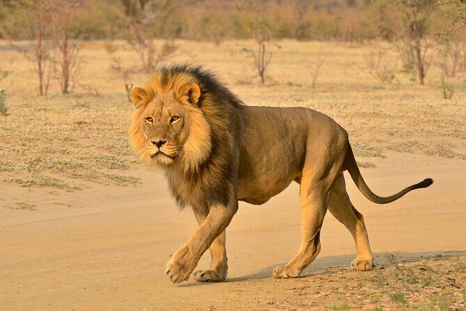 Hluhluwe Imfolozi Safari Day Tour from Durban - What Travelers Are Saying