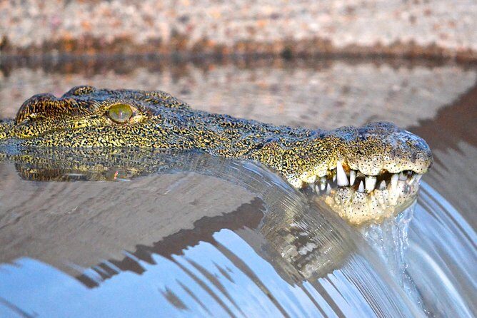 Hluhluwe Imfolozi Safari & St Lucia Boat Safari Day Tour from Durban - A Detailed Look at the Tour Experience