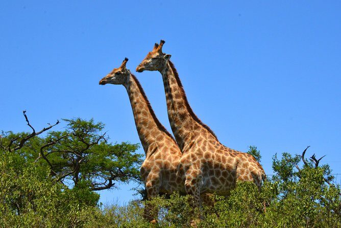 Hluhluwe Imfolozi Safari & St Lucia Boat Safari Day Tour from Durban - What the Reviews Say