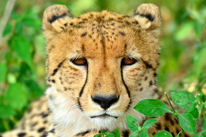 Hluhluwe Safari & Emdoneni Wild Cat Project Day Tour from Durban - Exploring the Hluhluwe Safari & Emdoneni Wild Cat Project Day Tour from Durban