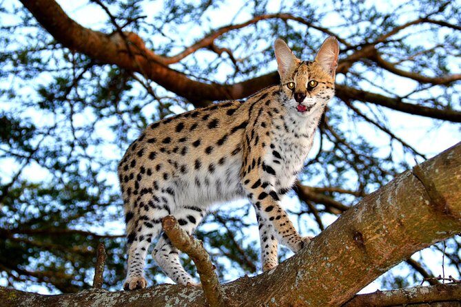 Hluhluwe Safari & Emdoneni Wild Cat Project Day Tour from Durban - A Deep Dive into the Itinerary