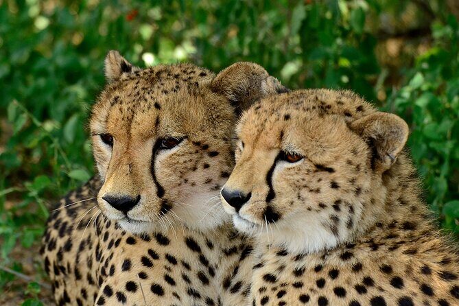 Hluhluwe Safari & Emdoneni Wild Cat Project Day Tour from Durban - Who Will Love This Tour?