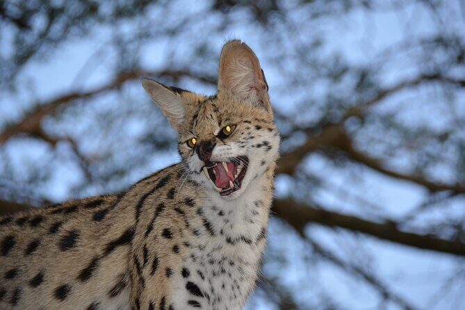 Hluhluwe Safari & Emdoneni Wild Cat Project Day Tour from Durban - Final Thoughts